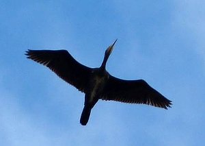 Cormorant in flight