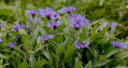 Perennial Cornflower