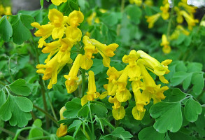 Yellow Corydalis flowers