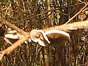 Crepidotus variabilis