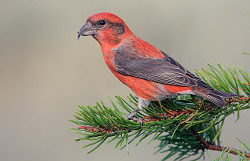 Crossbill