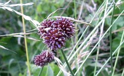 Flowers of crow garlic