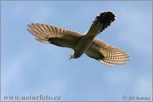 Cuckoo in flight