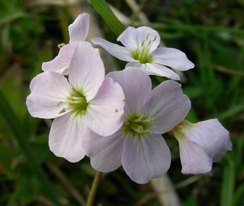 Cuckooflower