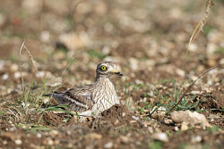 Stone Curlew