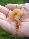 Cystoderma amianthinum