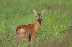 Roe Deer