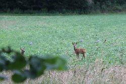 Roe Deer,