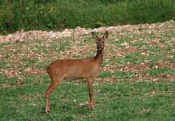 Roe Deer