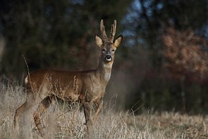 Roe deer