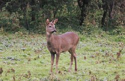 Roe Deer