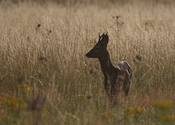 Roe Deer,