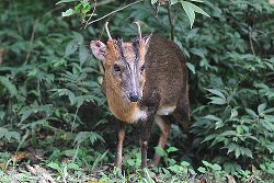 Reeves's Muntjac