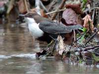 British dipper