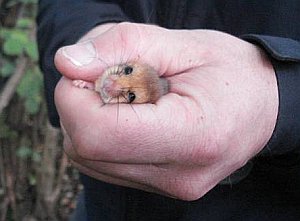 Dormouse in hands