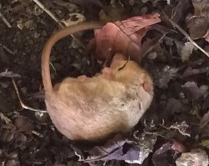 Hazel / Common Dormouse, Muscardinus avellanarius