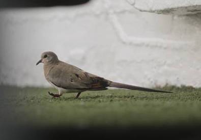 Namaqua dove