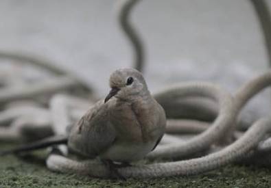 Namaqua dove