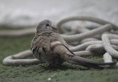 Namaqua dove