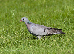 Stock Dove