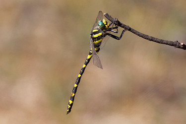 Golden-ringed Dragonfly