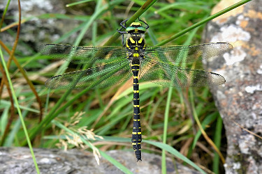 Golden-ringed Dragonfly