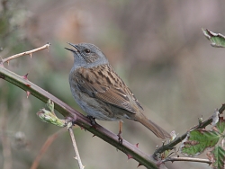 Dunnock singing