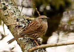 Dunnock