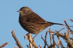 Dunnock