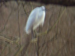 Little egret (out of focus)