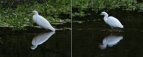 Egret in water