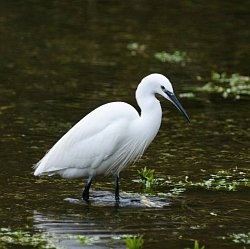 PLesser Black-backed Gull, Larus fuscus