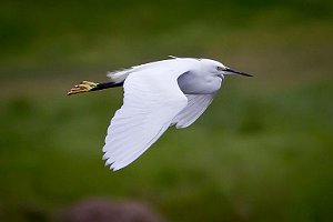 Little Egret