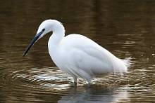 Little Egret