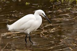 Little Egret