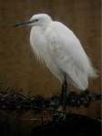 Little egret