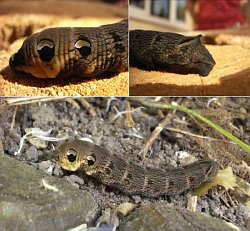 Elephant Hawk-moth