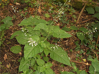 Enchanter's Nightshade