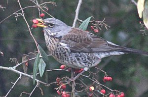 Fieldfare