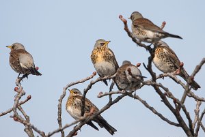 Fieldfare