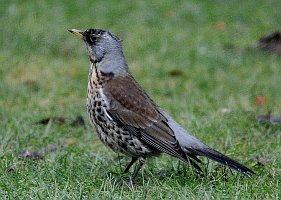 Fieldfare