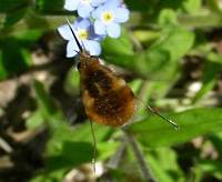 Bee-fly