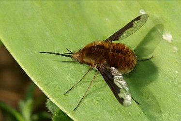 Large Bee-fly, Bombylius major