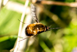 Large Bee-fly