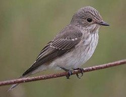 Spotted Flycatcher