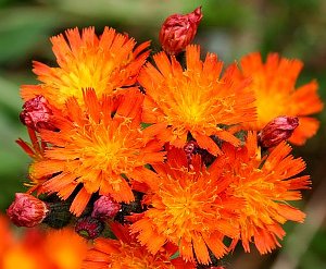 Fox-and-Cubs