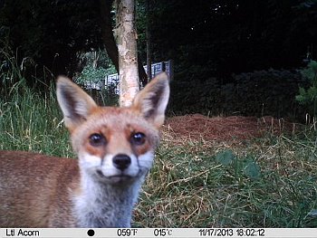 Fox in the garden