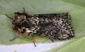 Frosted Green moth