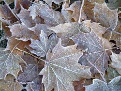 Frosty leaves