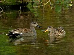 Pair of Gadwall